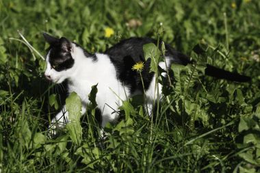 Siyah ve beyaz yavru kedi çim ile yürüyüş 