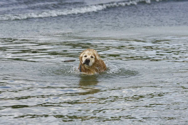 Golden retriever swimming — Stock Photo, Image