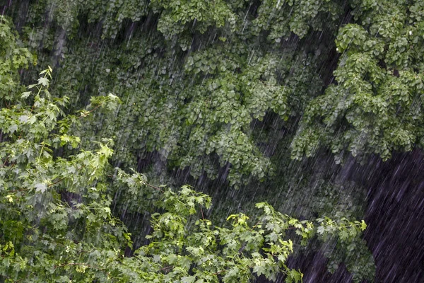 Lluvia fuerte cae sobre los árboles — Foto de Stock
