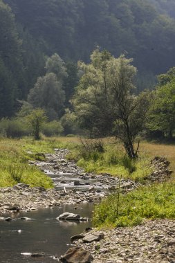 Akan arka plan üzerinde küçük akarsu ve dağ orman ile kırsal manzara