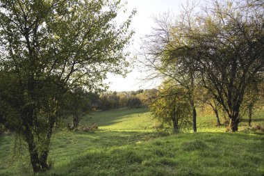Forest Hills yanında orchard yolu yol açar