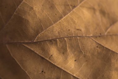 Sonbaharın solgun düşmüş yaprak yüzeyi