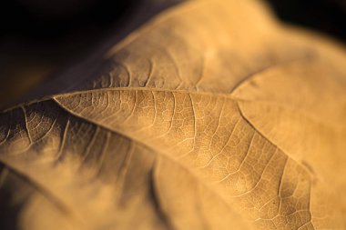 Sonbahar günbatımı üzerinde solmuş düşmüş yaprak yüzeyi