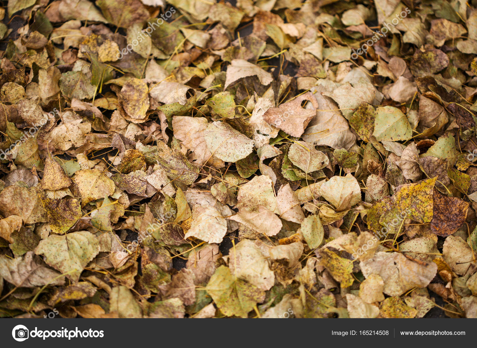 Texture Of Fallen Leaves On Ground Stock Photo C Nemar74 Texture Of Fallen Leaves On Ground Stock Photo C Nemar74