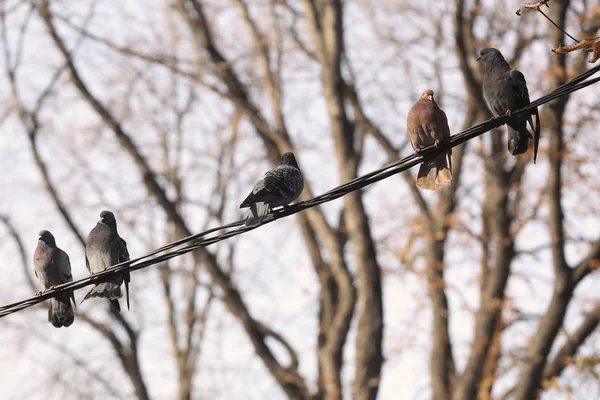 Pigeons reposant sur le câble du poteau téléphonique en rangée créant une ligne diagonale — Photo