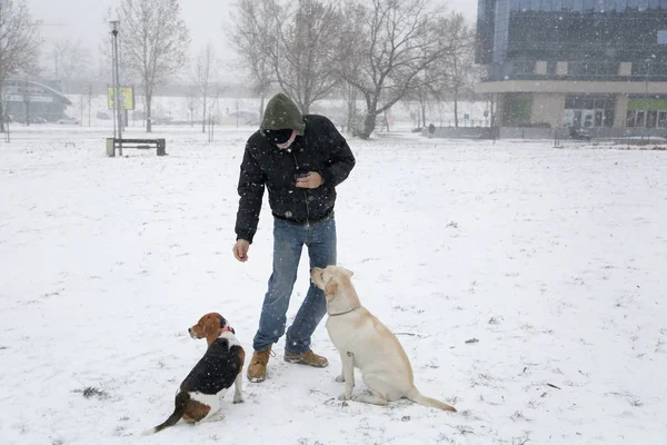 Man playing with his two dogs on snowy day — Stock Photo, Image