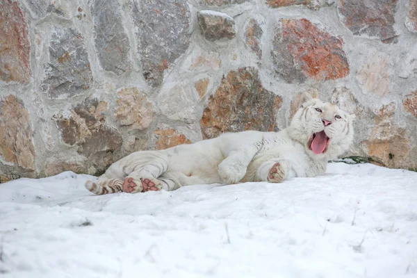 Tigre branco que põe no jardim zoológico no dia nevado na frente de wal rochoso velho — Fotografia de Stock