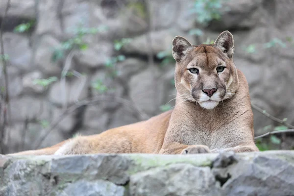 Puesta de león de montaña sobre pedestal rocoso en zoológico Imagen De Stock