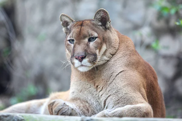 Puma annoiata adagiata su un piedistallo roccioso nello zoo Foto Stock