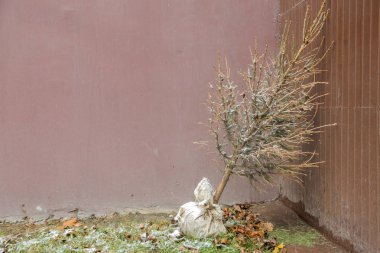 Noel ağacı fide ahşap Bahçe duvara yaslandı