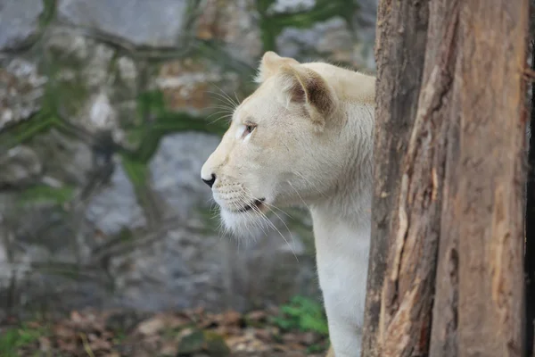 Weiße Löwin vor alter Felswand im Zoo — Stockfoto