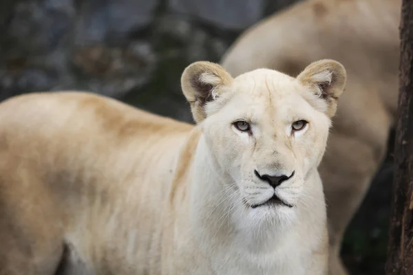 Leona blanca con ojos azules en el zoológico — Foto de Stock