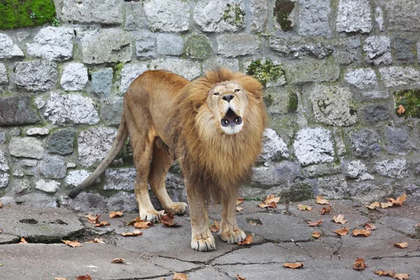 Viejo León rugiendo dentro de una jaula rocosa en el zoológico — Foto de Stock