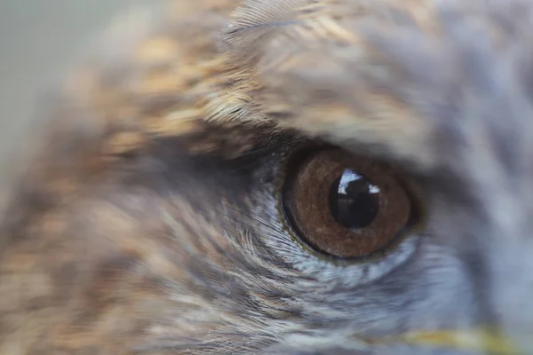 Macro tiro de olho falcões — Fotografia de Stock