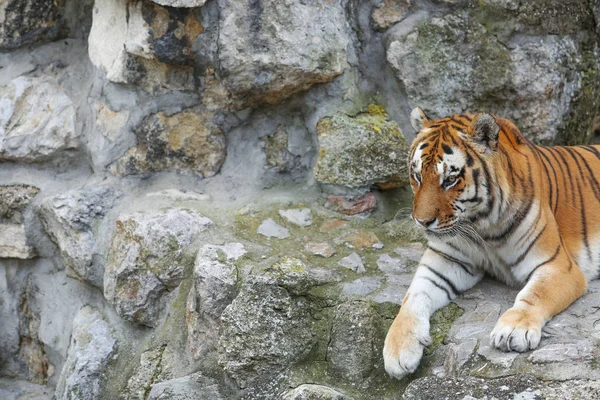 Tygr, sedící na skále v zoo — Stock fotografie