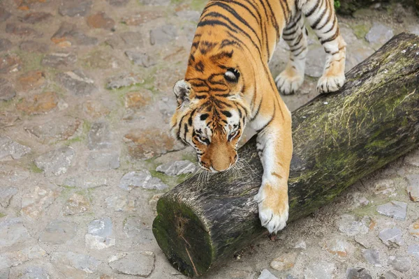 Tigre jouant avec le bloc d'arbre — Photo