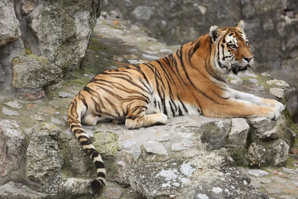 Krásné tygr sedí na dlážděném povrchu — Stock fotografie