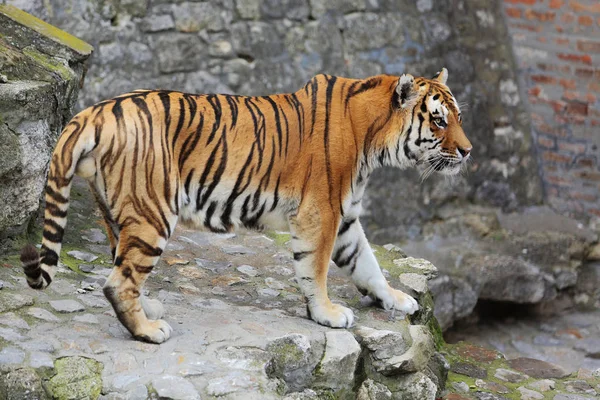 Beau tigre marchant sur pavé — Photo