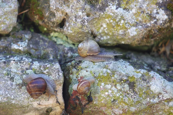 蜗牛在旧的岩石墙上移动 — 图库照片