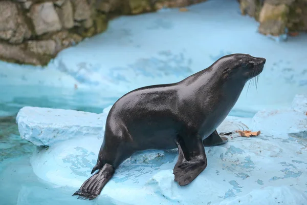 Mokré těsnění stojí vedle vody v zoo — Stock fotografie