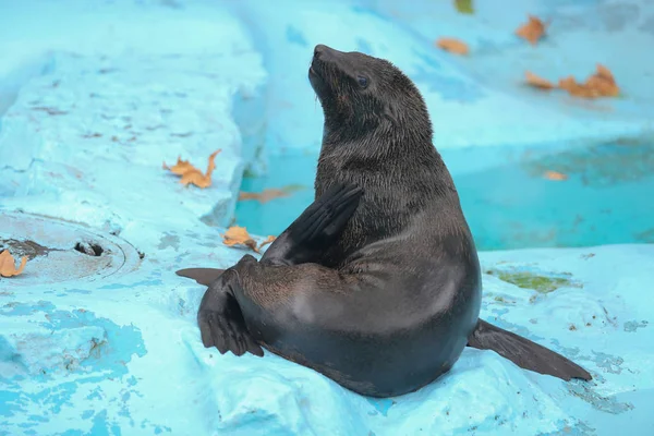 Selo molhado que coloca ao lado da água no zoológico — Fotografia de Stock