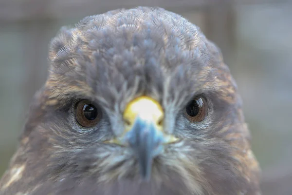 Zwierząt z bliska portret hawk — Zdjęcie stockowe