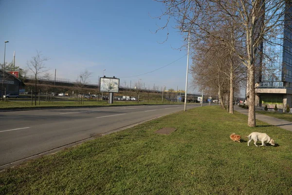 Belgrada Serbia Abril 2020 Minutos Caminata Matutina Mascotas Durante Toque — Foto de Stock