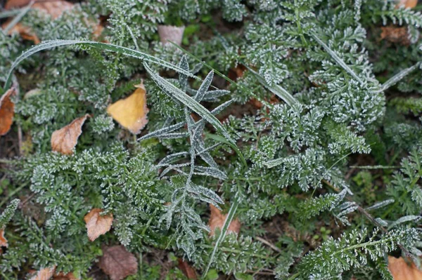 Hierba verde en las heladas. Fondo de invierno, heladas matutinas en la hierba —  Fotos de Stock