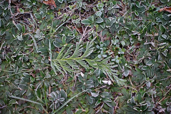 Erba verde in hoarfrost. Sfondo invernale, gelata mattutina sull'erba — Foto Stock