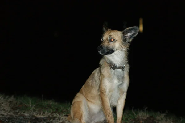 Boldog kutya éjszakai háttérrel. A szemek visszaverik a kamera fényét. — Stock Fotó