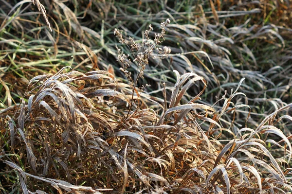 Hierba seca en el bosque de invierno cubierta de escarcha de cerca — Foto de Stock