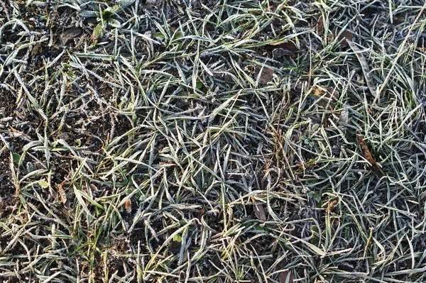 Erba verde in hoarfrost. Sfondo invernale, gelata mattutina sull'erba — Foto Stock