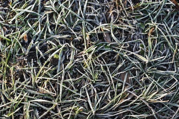 Grünes Gras im Raureif. Winterhintergrund, Morgenfrost auf dem Gras — Stockfoto