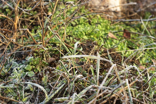 Erba secca nella foresta invernale coperta di hoarfrost da vicino — Foto Stock