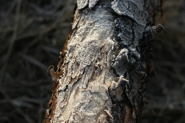 Detailní záběr na mráz na stromě. Zimní krásný západ slunce — Stock fotografie