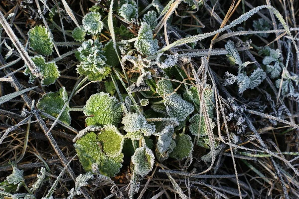 Erba verde in hoarfrost. Sfondo invernale, gelata mattutina sull'erba — Foto Stock