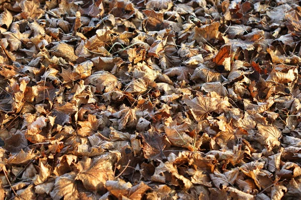 Bladeren bedekt met ijzel. Het begin van de winter. — Stockfoto