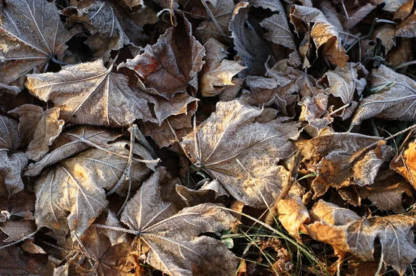 Bladeren bedekt met ijzel. Het begin van de winter. — Stockfoto