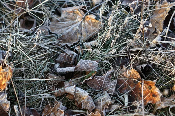 Foglie ricoperte di brina. L'inizio dell'inverno . — Foto Stock