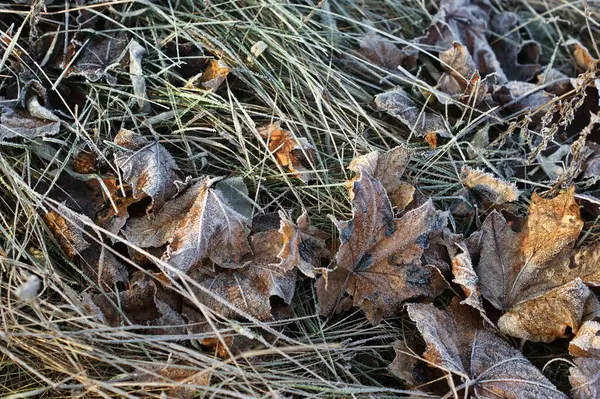 Foglie ricoperte di brina. L'inizio dell'inverno . — Foto Stock