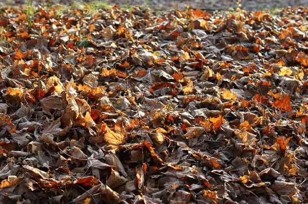 Bladeren bedekt met ijzel. Het begin van de winter. — Stockfoto