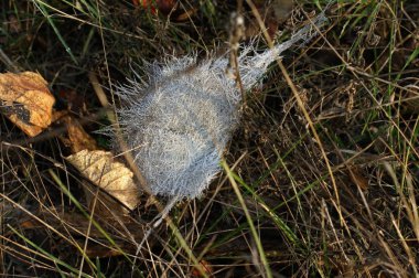 Ağaç donuyla kaplı yapraklar. Kışın başlangıcı.