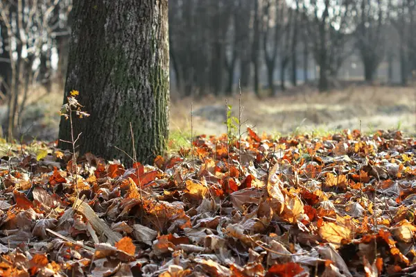 Foglie ricoperte di brina. L'inizio dell'inverno . — Foto Stock