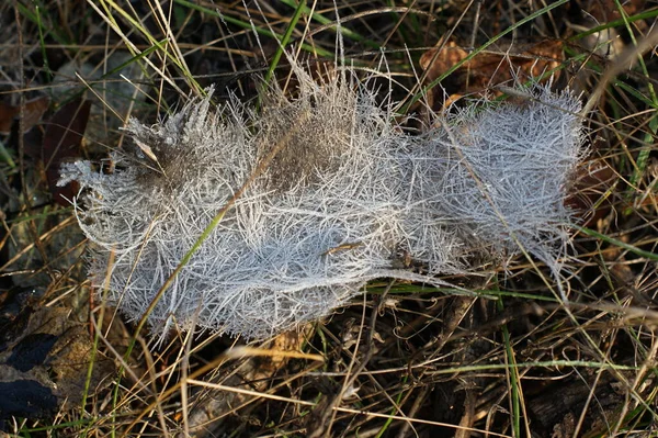 Foglie ricoperte di brina. L'inizio dell'inverno . — Foto Stock