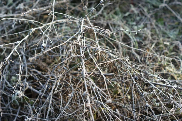 Torrt gräs i vinter skog täckt med rimfrosten närbild — Stockfoto
