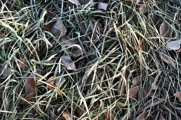 绿草在霜冻中. 冬天的背景，草地上的晨霜 — 图库照片