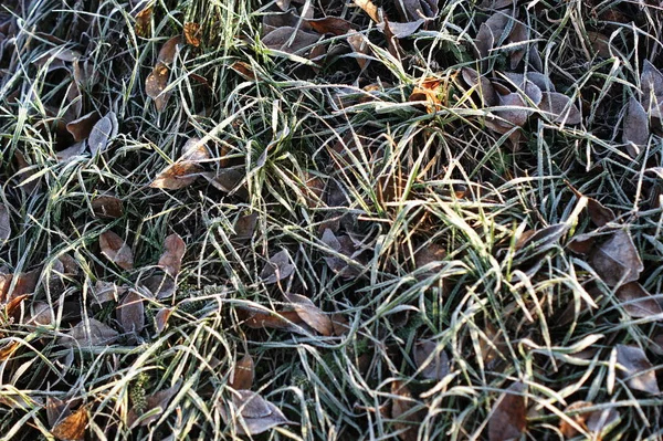 Erba verde in hoarfrost. Sfondo invernale, gelata mattutina sull'erba — Foto Stock