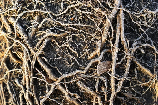 가마에 심어 진 전구 식물의 뿌리를 보여 주고 있습니다. — 스톡 사진