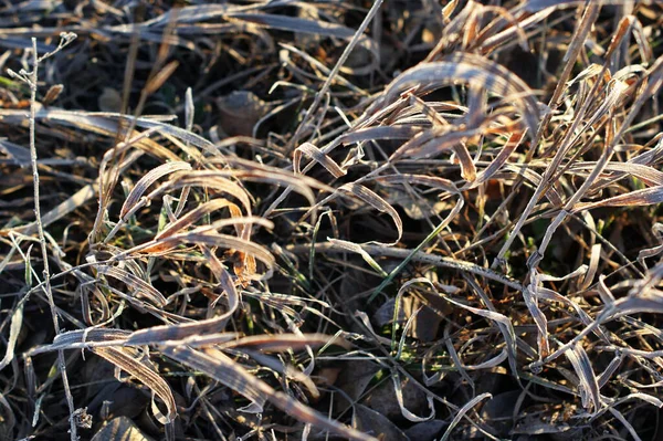 Erba Dell Anno Scorso Ricoperta Brina Primaverile Sole Del Mattino — Foto Stock