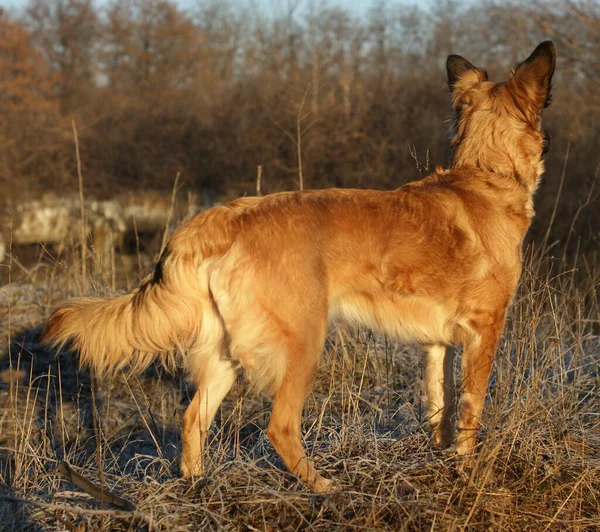 Red Headed Yard Dogs Similar Dingo Domestic Red Dogs Similar — Stock Photo, Image